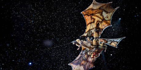 A scene from Cirque Du Soleil, from Paramount Pictures and James Cameron. Photo / Supplied