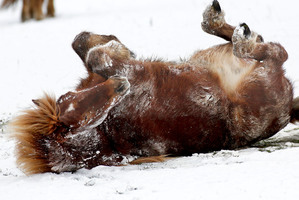 The source of the horse-meat contamination of products such as lasagne is still not clear. Photo / AP