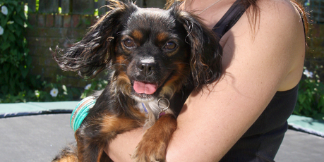 Bella the dog saved the family from the fire. Photo / Bevan Conley