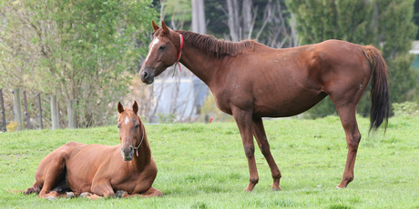 The horse-meat contamination scandal in Britain has since spread to France and Sweden. Photo / Dianne Manson