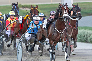Gold Ace shows his brilliance. Photo / Stuart McCormick