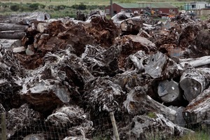 Swamp kauri is a lucrative trade. Photo / John Stone
