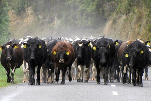 Cattle being shifted down the road on a cold morning in Featherston. Allied Farmers is a rural services business. Photo / Raewyn McMaster
