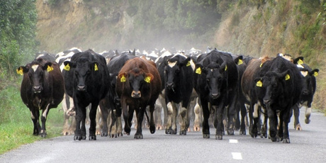 Cattle being shifted down the road on a cold morning in Featherston. Allied Farmers is a rural services business. Photo / Raewyn McMaster