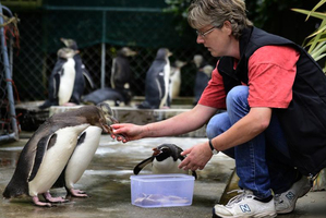 Dr Hiltrun Ratz feeds yellow-eyed penguin chicks as a snares penguin (centre) tries to muscle in at the rehabilitation centre at Penguin Place on Otago Peninsula. Photo / Peter McIntosh