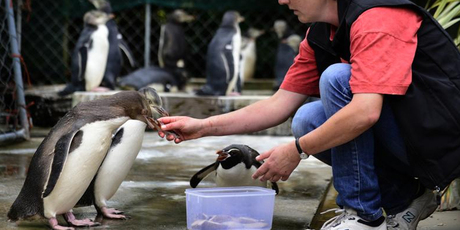 Dr Hiltrun Ratz feeds yellow-eyed penguin chicks as a snares penguin (centre) tries to muscle in at the rehabilitation centre at Penguin Place on Otago Peninsula. Photo / Peter McIntosh