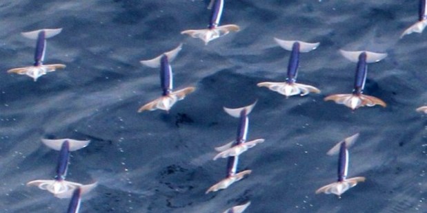 The oceanic squid flying in the air in the northwest Pacific. Photo / Hokkaido University/AFP