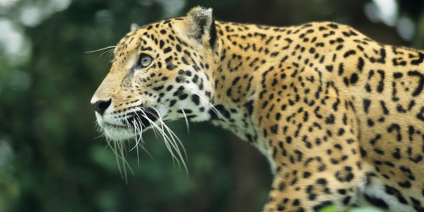 Photo / Thinkstock