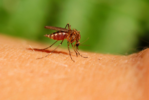 New research has shown that mosquitoes can grow immune to repellent in as quickly as three hours. Photo / Thinkstock