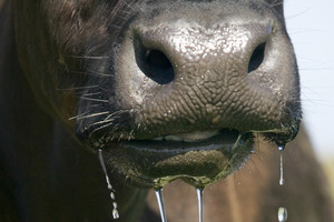 A West Coast farmer has been banned from owning cows for five years. Photo / File photo