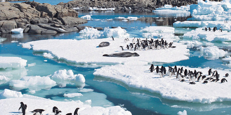 Bryan Storey says the project will take place in the Ross Sea and will also look at how over fishing is affecting seal and penguin populations. Photo / Thinkstock