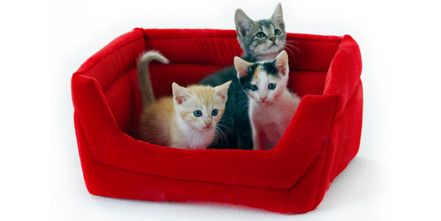 Each year, 67% of cat owners take their pets to the vet. Photo / Thinkstock