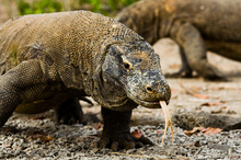 Komodo giants are found on the Indonesian islands of Komodo and Rinca. Photo / Getty Images 
