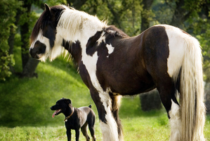 The reason people find the idea of eating dog or horse meat disgusting is that we consider them companions. Photo / Getty Images
