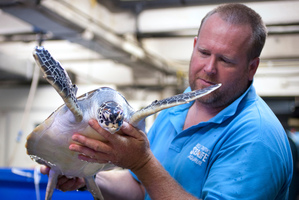 Kelly Tarlton's curator Andrew Christie with Tiny, a juvenile green turtle who is to be returned to the wild. Photo / Natalie Slade