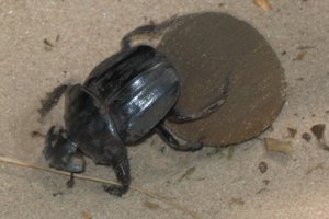 Dung beetles hasten the burial of livestock dung but the risk they pose to human and animal health has not been researched. Photo / Supplied