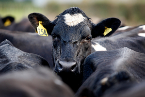A farmer has been banned for owning cows for five years because of his ill treatment of the animal.Photo / File