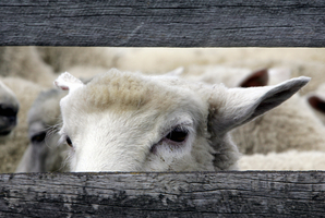Sheep no longer outnumber Kiwis quite as drastically. Photo / Glenn Taylor