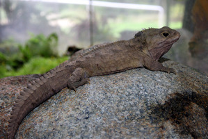 Henry the tuatara. Photo / NZPA