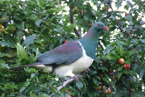 Locals in South Westland are being asked to keep an eye out for the intoxicated kereru. Photo / Wairarapa Times-Age
