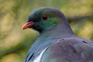 The Kereru. Photo / APN