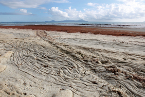 Algae blankets Waipu Cove. Photo / Michael Cunningham