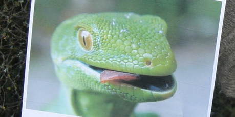 The striking Wellington green gecko. Photo / Gerald Ford