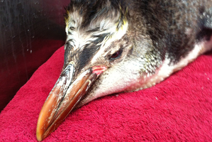 The juvenile royal penguin at Wellington Zoo. Photo / Supplied