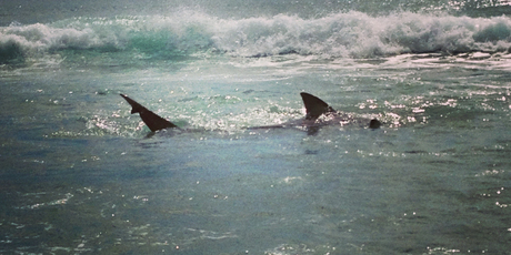 A shark was spotted in the shallows at the beach in Mount Maunganui. Photo / Supplied