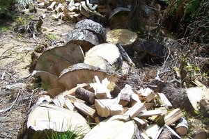 The 500-year-old kahikatea tree that was cut down by DoC to make room for an extension to a tramping hut. Photo / Supplied