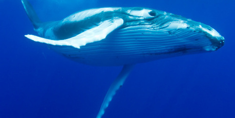 Photo / Thinkstock