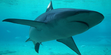 A bronze whaler. Photo / File photo