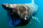 A basking shark. Photo / NOAA A basking shark. Photo / NOAA