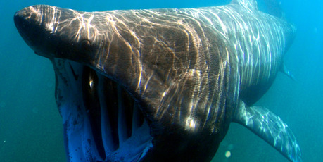 A basking shark. Photo / NOAA