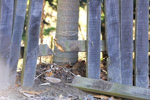 A fence was smashed after the police car chase ended at a family home. Photo / Bay of Plenty Times