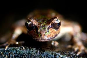 Auckland Zoo's seven baby frogs are now just a half centimetre long. Picture / Sarah Ivey
