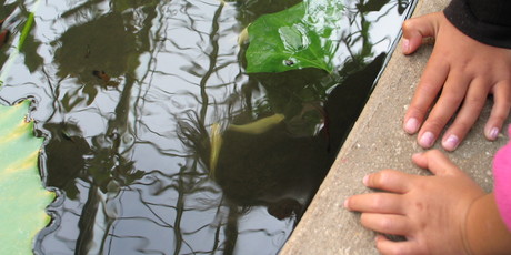 When it's time to clean out the fishpond, the nutrient-rich water from it can be used to soak the garden. Photo / Meg Liptrot