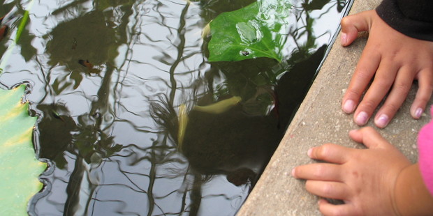 When it's time to clean out the fishpond, the nutrient-rich water from it can be used to soak the garden. Photo / Meg Liptrot