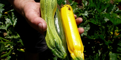Home-grown courgettes. Photo / Meg Liptrot