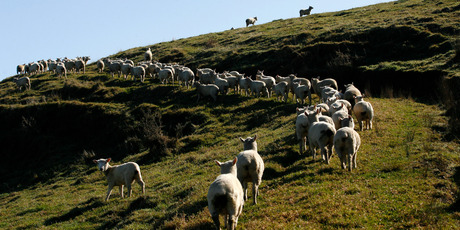 North Island lamb prices averaged 464c/kg at the start of February, 33 per cent lower than a year earlier, while South Island lamb prices fell 29 per cent, averaging 466c/kg. Photo / Greg Bowker