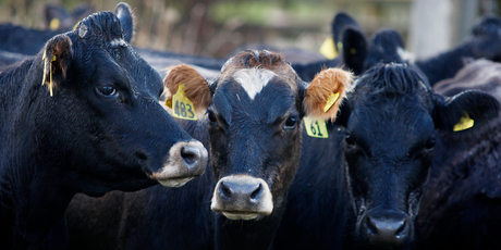 Allied Farmers is a rural services business. Photo / Christine Cornege