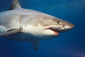 Over most weekends this summer, people had seen sharks out on the water, including hammerheads, blue sharks, bronze whalers and mako sharks. Photo / Supplied