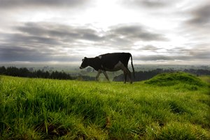 .Buying a farm is out of the financial reach of most investors. Photo / David White