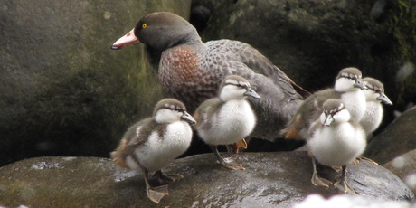 New Zealand's threatened species of rare native duck, the whio. Photo / Supplied