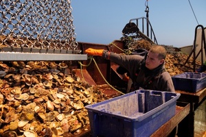 A whole lot of hard work goes on to get Bluff oysters on to Auckland plates.Photo / Babiche Martens