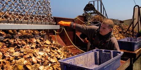 A whole lot of hard work goes on to get Bluff oysters on to Auckland plates.Photo / Babiche Martens