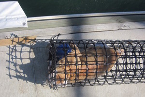 The ginger and white cat was found floating in the trap beneath the Auckland Harbour Bridge. Photo / Supplied