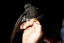 The New Zealand storm petrel. Photo / Martin Berg