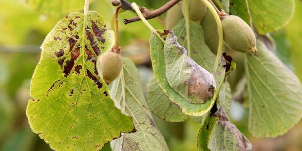 DESIRABLE: Values for well-located green kiwifruit orchards increased about 30 per cent in the past six months.