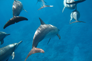 Dolphins entered a trance-like state after chewing on the fish.